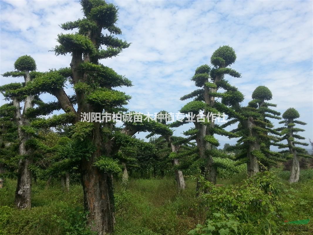 造型黃金榆樹；造型黃金榆樹樁景，榆樹