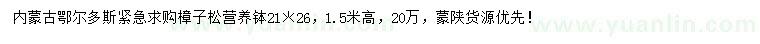 求購高1.5米樟子松