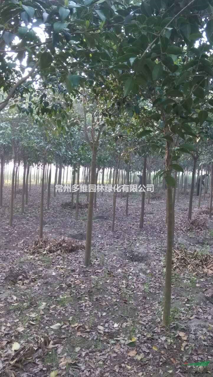 江蘇地區(qū)供應各種規(guī)格精品大葉女貞
