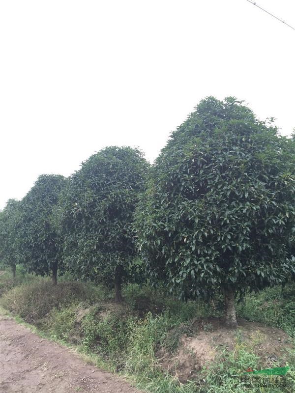 江蘇地區(qū)各種規(guī)格精品桂花 獨(dú)桿 叢生