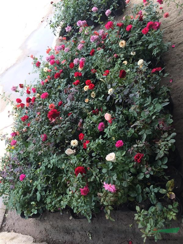 大花品種月季 香水月季 藤本月季 樹(shù)狀（高桿）月季 薔薇