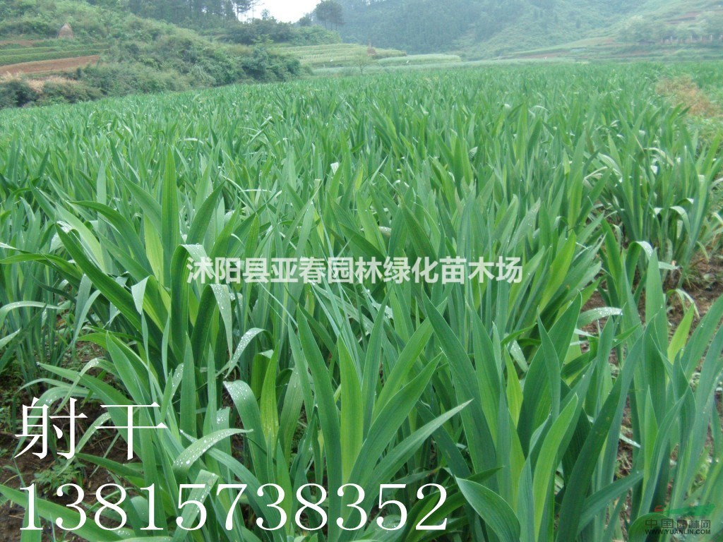 2015大量供應(yīng)地被植物-射干低價出售射干 地被草花 量大從