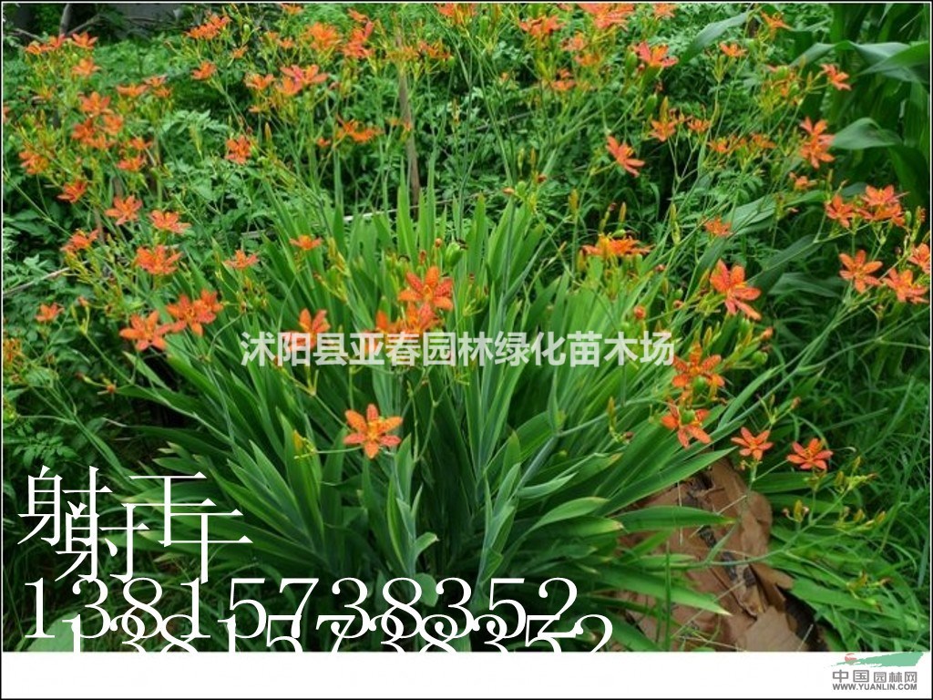 2015大量供應(yīng)地被植物-射干低價出售射干 地被草花 量大從