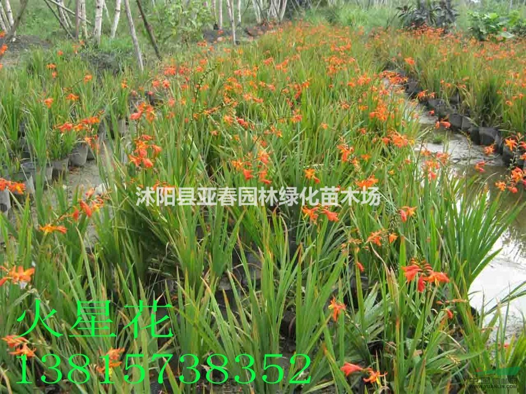 供應(yīng)火星花 火星花苗 別名雄黃蘭 花卉苗木 火星花基地 量大