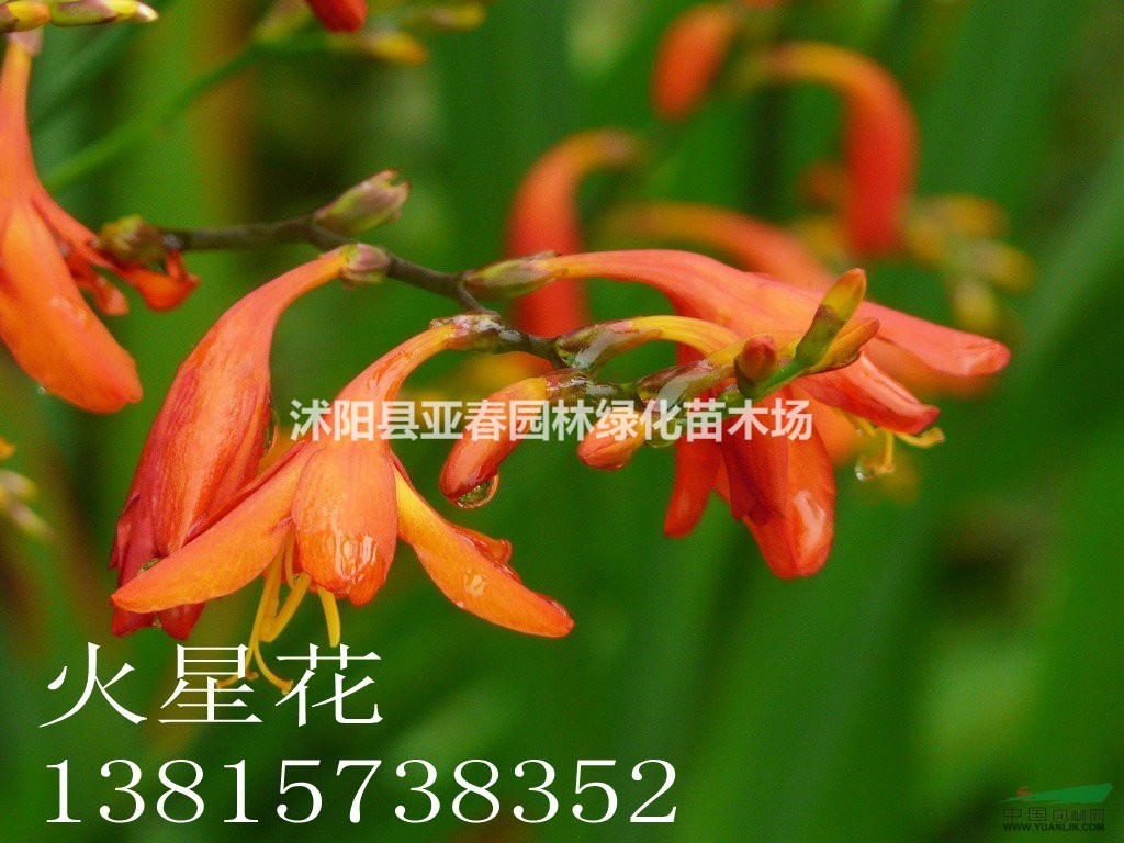 供應(yīng)火星花 火星花苗 別名雄黃蘭 花卉苗木 火星花基地 量大