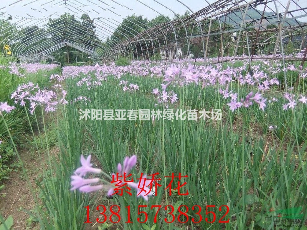 基地直供優(yōu)質(zhì)地被植物花葉紫嬌花 宿根花卉紫嬌花 園林綠化花卉