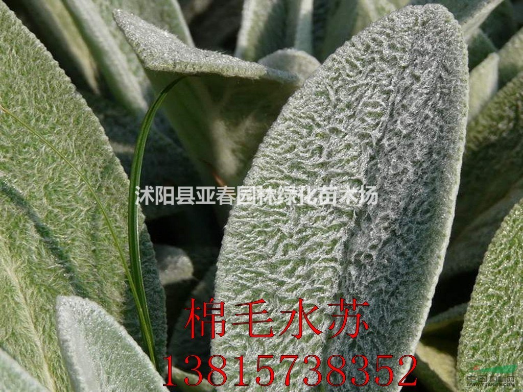 基地直供優(yōu)質(zhì)地被植物棉毛水蘇 宿根花卉棉毛水蘇 園林綠化花卉