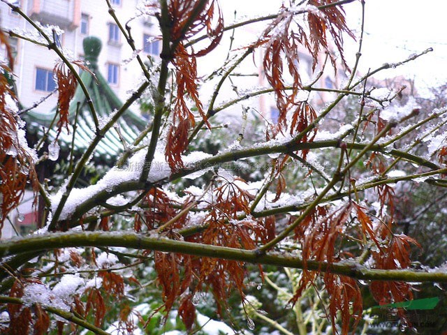 格陵蘭島雪中四季紅楓稻葉楓圖片\格陵蘭島雪中四季紅楓稻葉楓報價