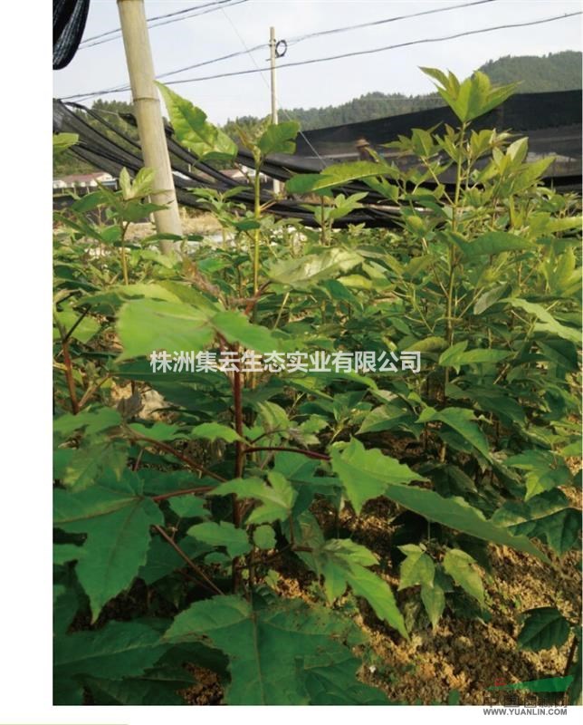 半楓荷小苗