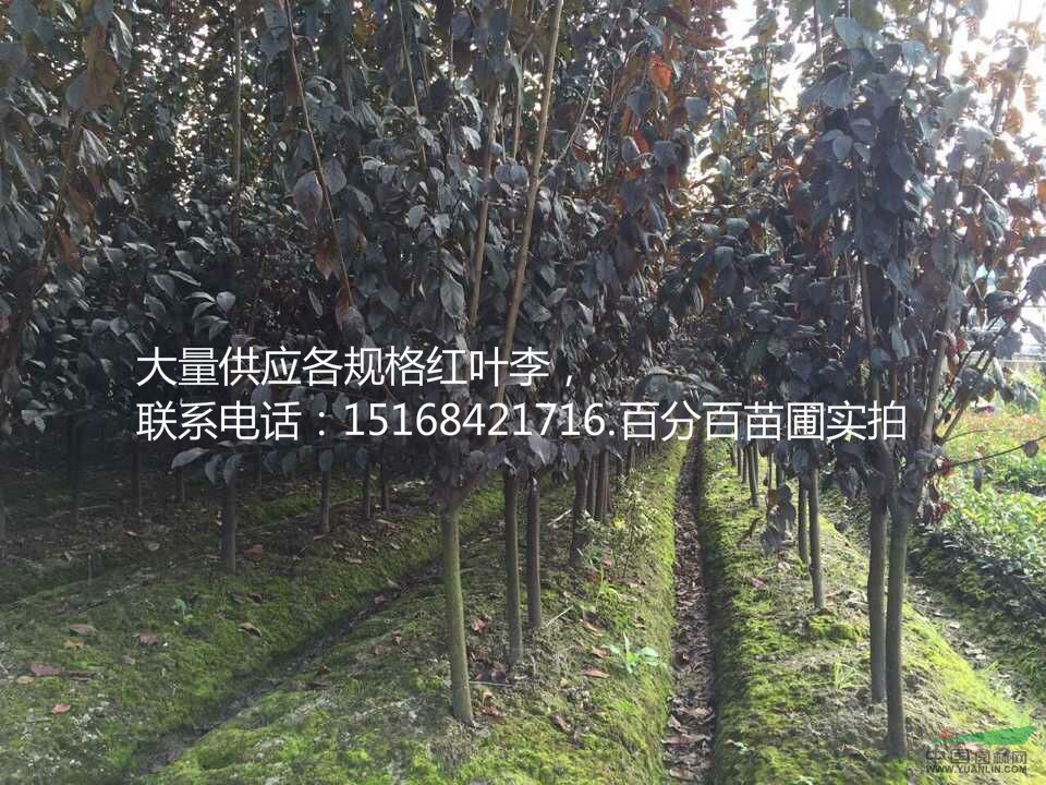 浙江地區(qū)專供各公分紅葉李 紫葉李2公分