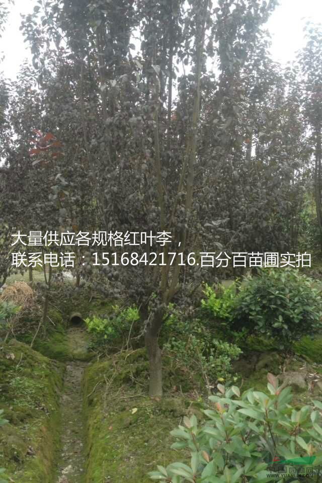 浙江地區(qū)專供各公分紅葉李 紫葉李2公分