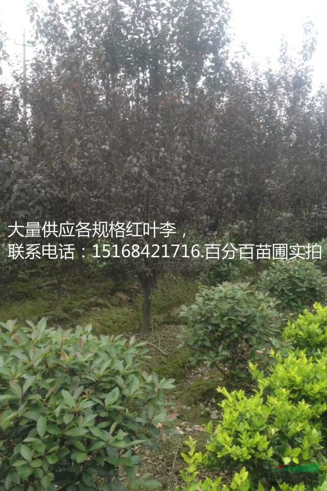 浙江哪里有賣低價(jià)紅葉李/紫葉李/浙江蕭山紅葉李什么價(jià)格