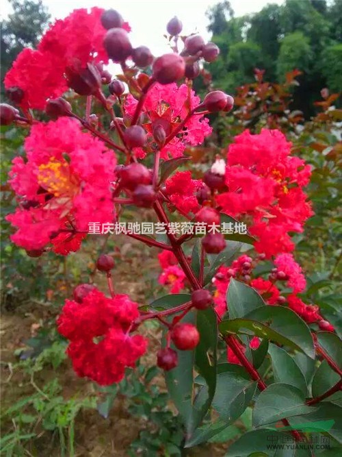 紅火箭紫薇小苗60-120cm