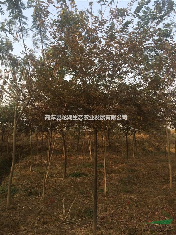 供應(yīng)3-15公分紅櫸，精品櫸樹。江蘇南京 浙江長興貨源