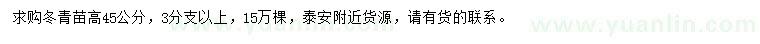 求購高45公分冬青苗