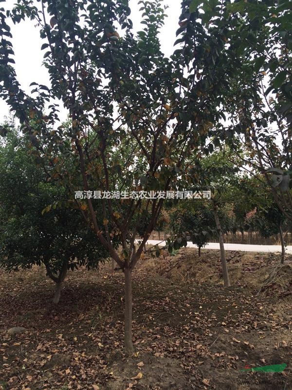 供應(yīng)大量3-7公分速生紫薇，低分支急售。江蘇南京貨源