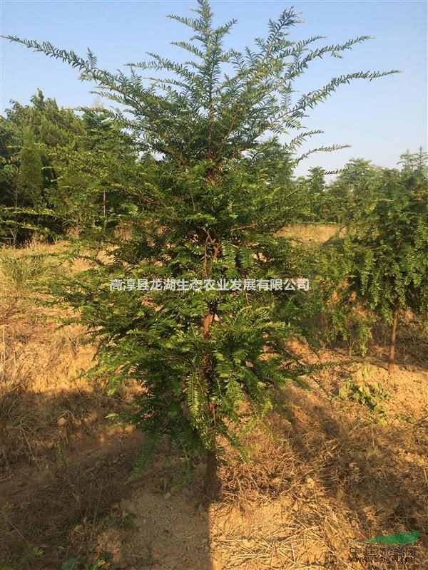供應(yīng)大量紅豆杉規(guī)格2-7公分，精品南方紅豆杉，江蘇南京貨源