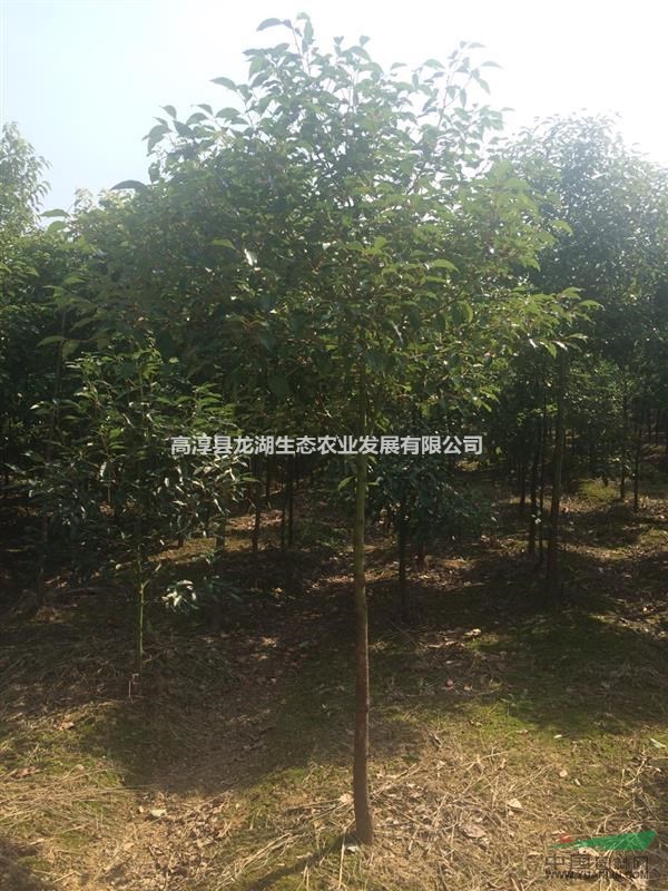 供應3-5公分香樟苗， 江蘇南京貨源
