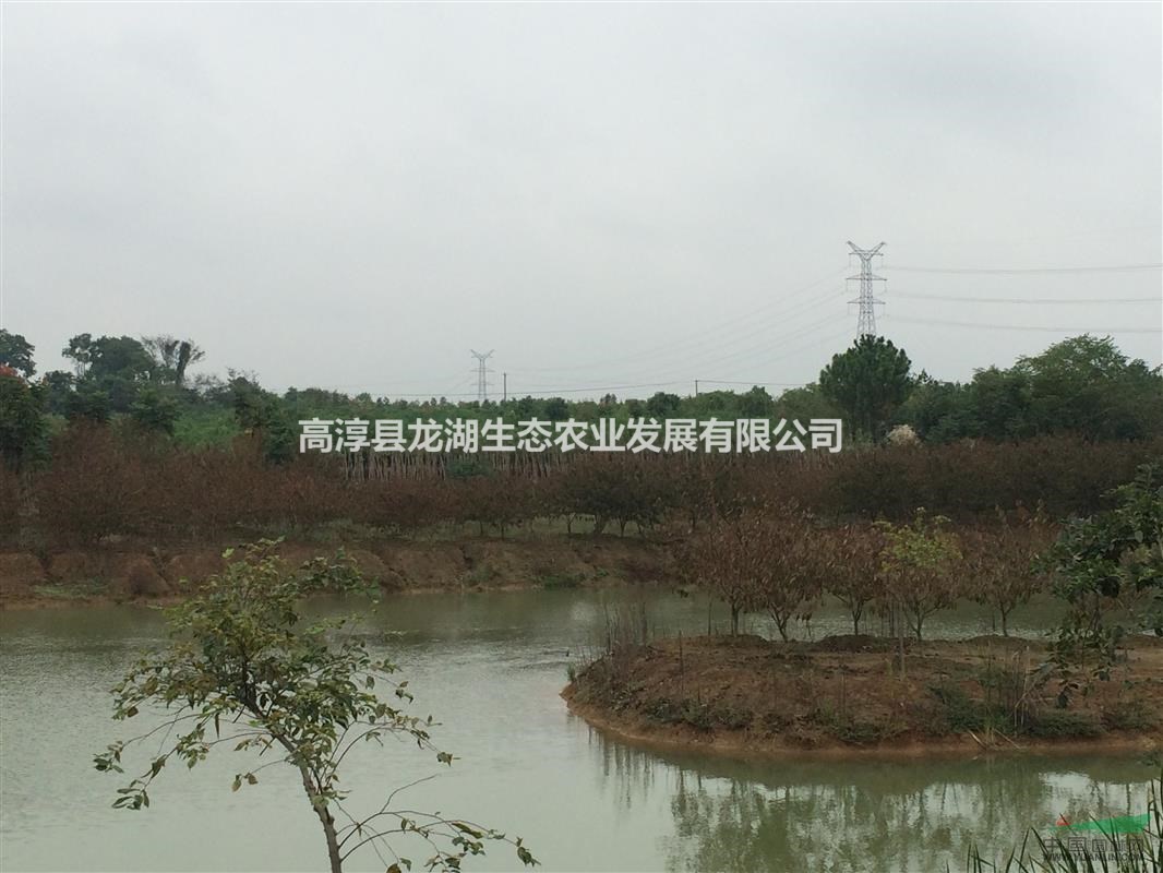 供應(yīng)5-10公分紅葉碧桃，精品苗。 江蘇南京貨源