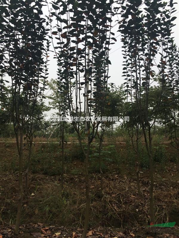 低價(jià)供應(yīng)3-5公分西府海棠，江蘇南京貨源