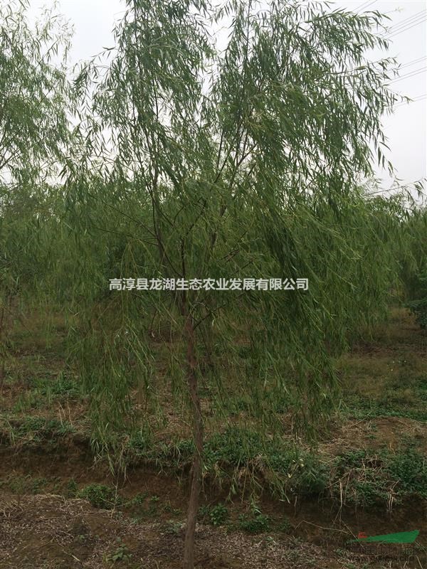 供應(yīng)大量7-9公分垂柳，精品垂柳。江蘇南京貨源
