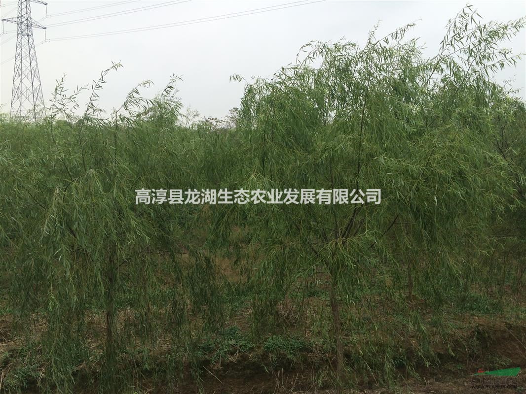 供應(yīng)大量7-9公分垂柳，精品垂柳。江蘇南京貨源