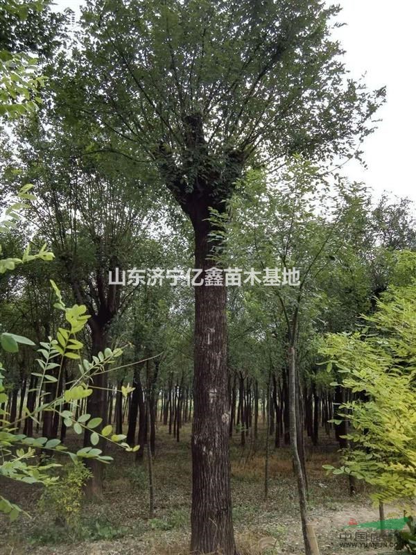 15公分皂角樹(shù)價(jià)格