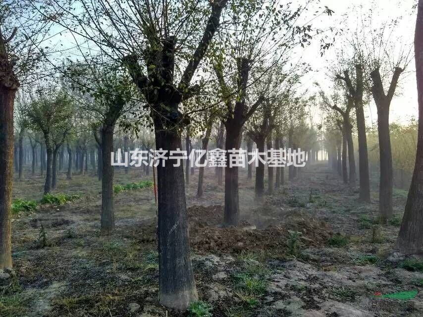 15公分皂角樹(shù)價(jià)格