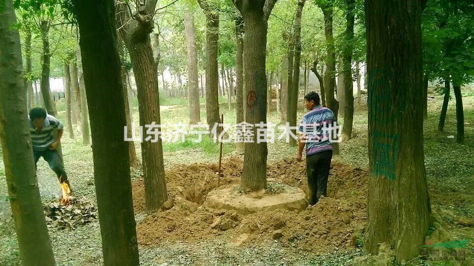 30公分皂角樹價(jià)格