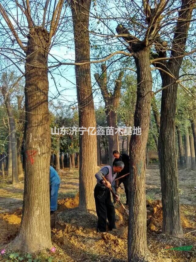 30公分皂角樹價(jià)格