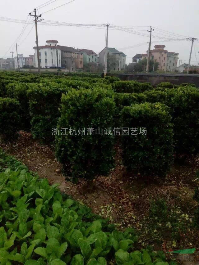 金森女貞柱型