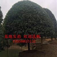 桂花樹 四明山桂花基地 湖南桂花  桂花樹價格 精品桂花 