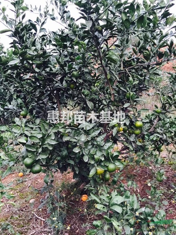 大桔子樹