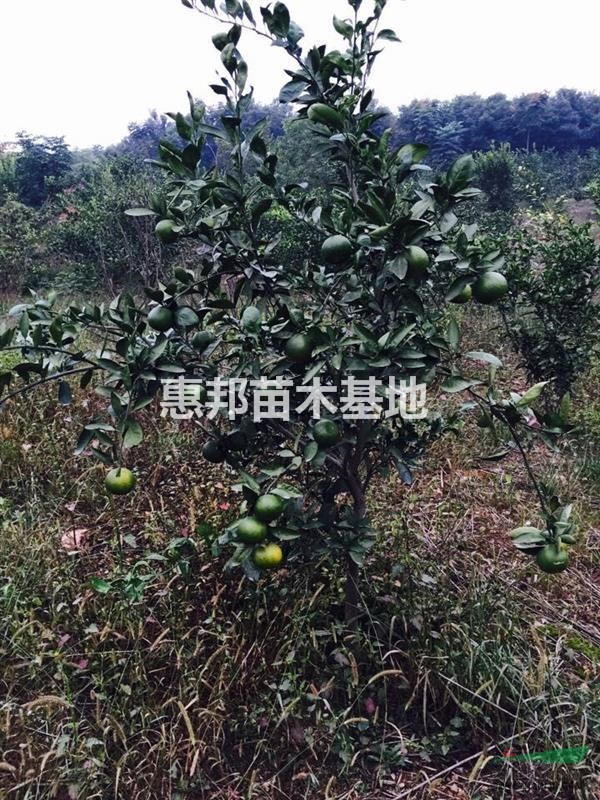大桔子樹
