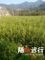 紅豆杉一年生兩年生小苗5圖片\紅豆杉一年生兩年生小苗5報(bào)價(jià)