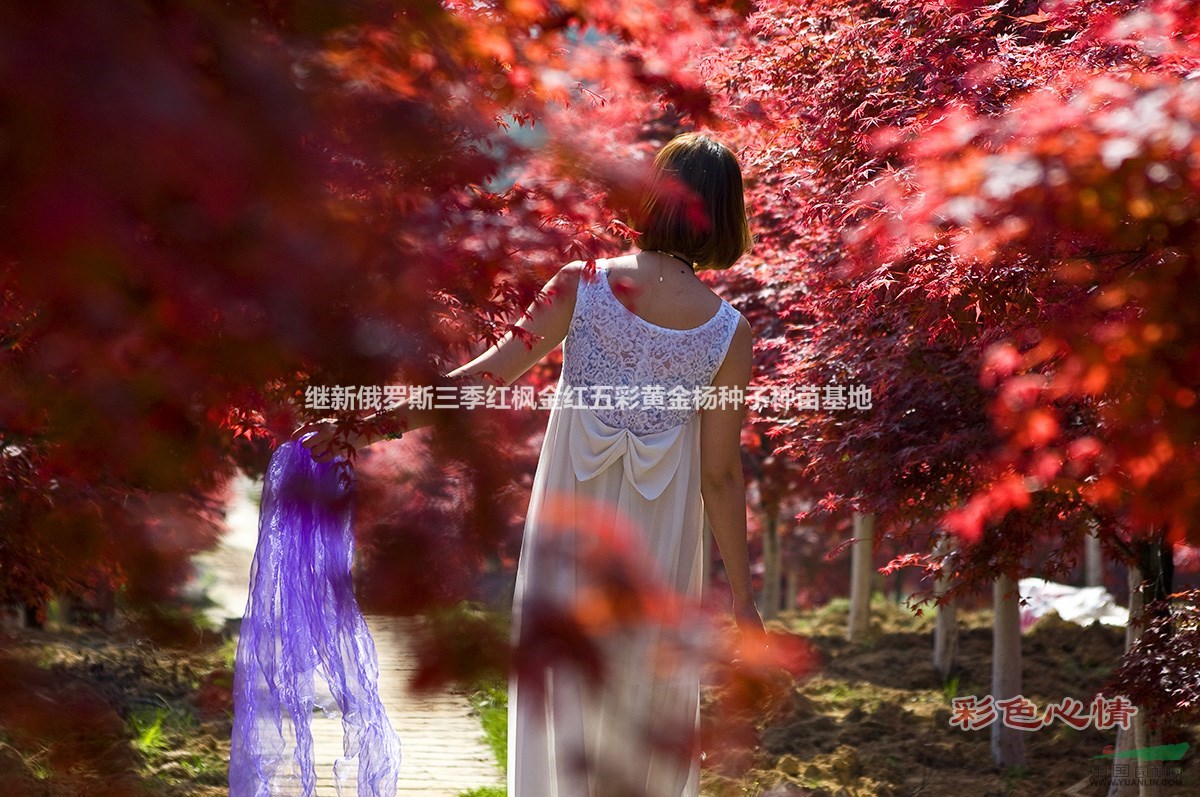 全球最紅三季紅楓行情報到9俄羅斯三季紅楓維爾霍揚斯克山活化石