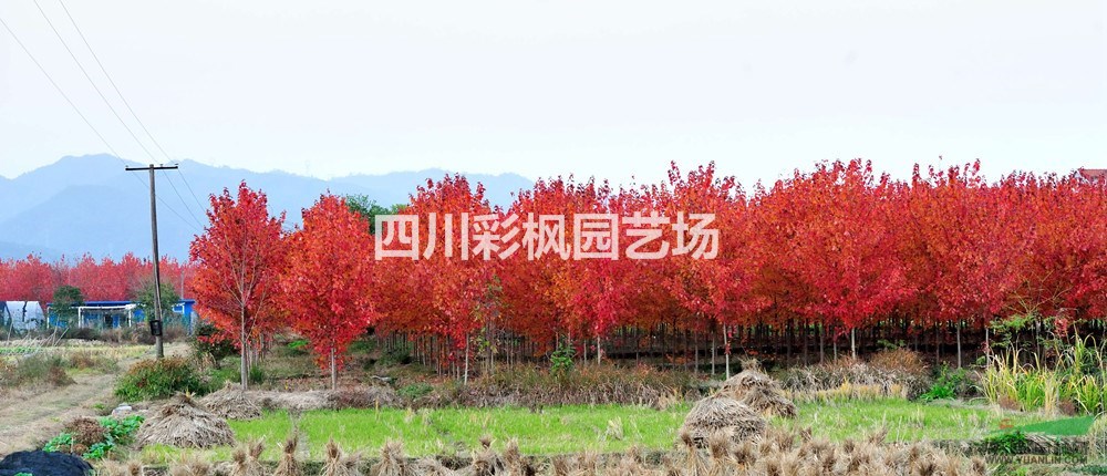 四川地區(qū)供應(yīng)美國紅楓-紅點