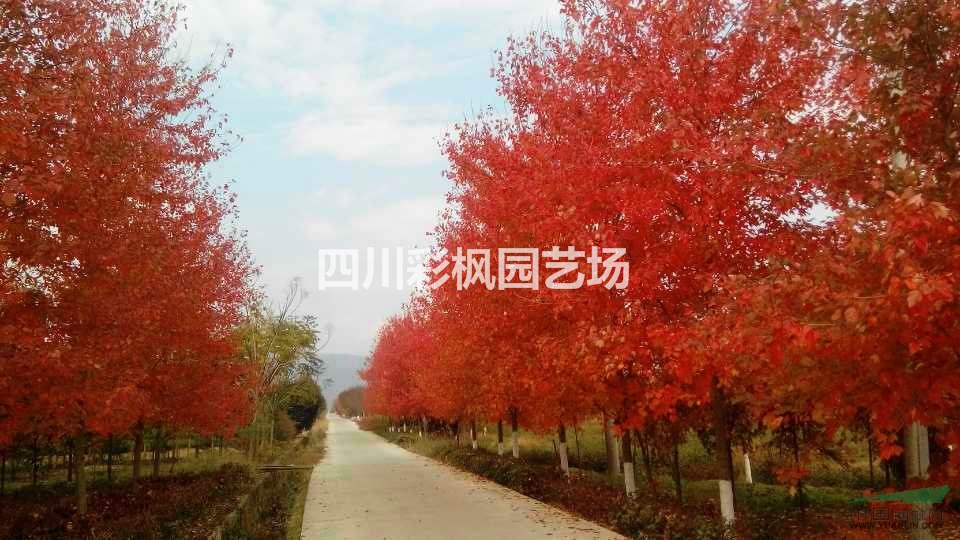 四川地區(qū)供應(yīng)美國紅楓-紅點