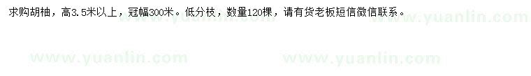 求購高3.5米以上胡柚