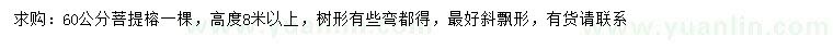 求購60公分菩提榕