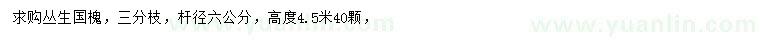 求購叢生國槐