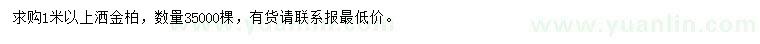 求購1米以上灑金柏