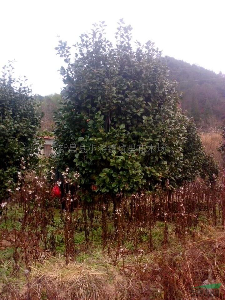 浙江茶花最新報價/茶花圖片