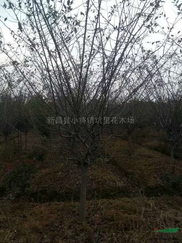 垂絲海棠行情報價\垂絲海棠圖片展示