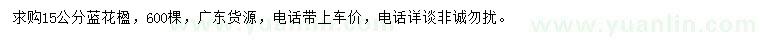 求購15公分藍(lán)花楹