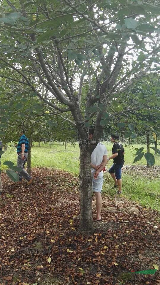 櫻花圖片\櫻花報價