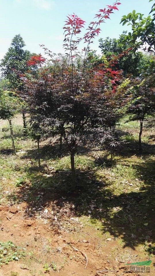 櫻花圖片\櫻花報價