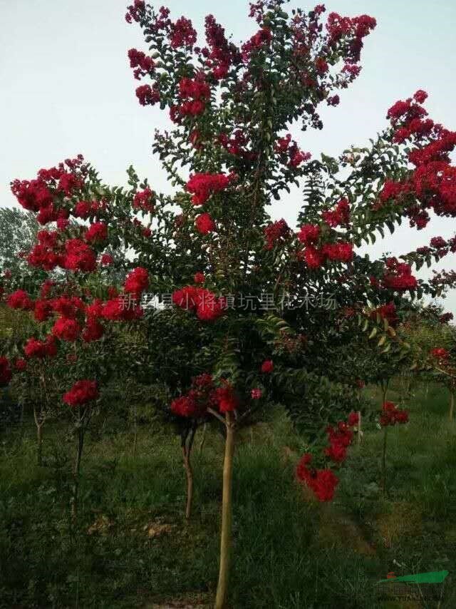 浙江紫薇3介紹