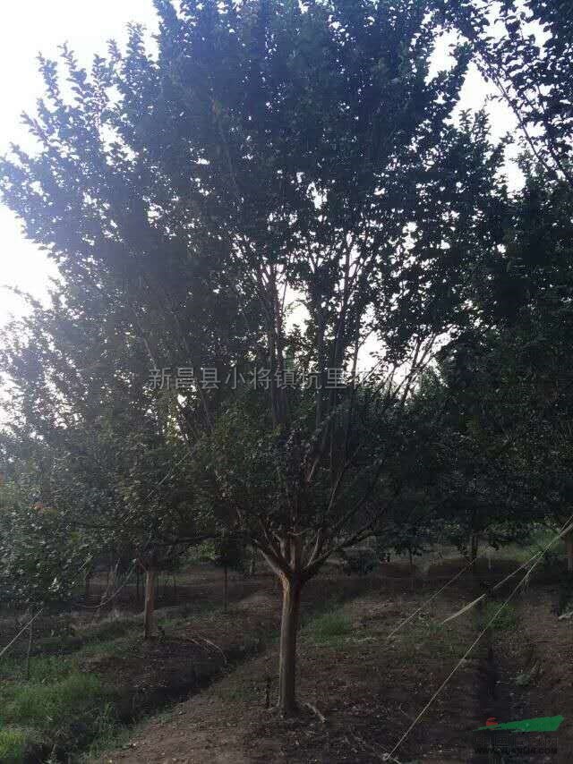 浙江紫薇3介紹