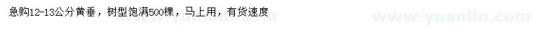 求購12-13公分黃垂樹